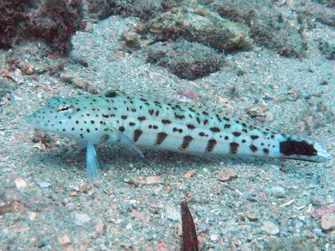 Image of Speckled sandperch