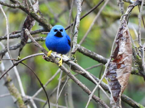 Imagem de Cyanerpes lucidus (Sclater, PL & Salvin 1859)