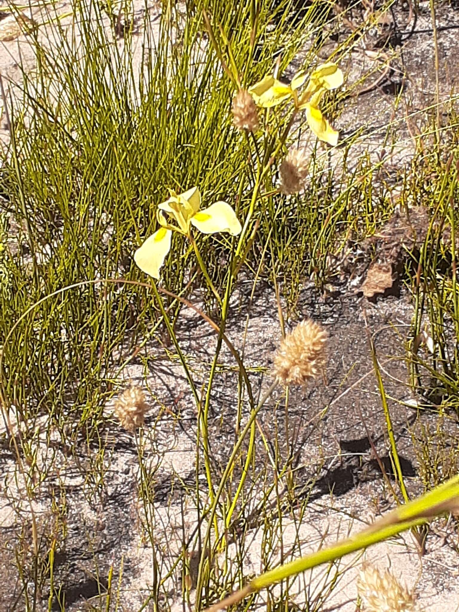 Image of Moraea cooperi Baker