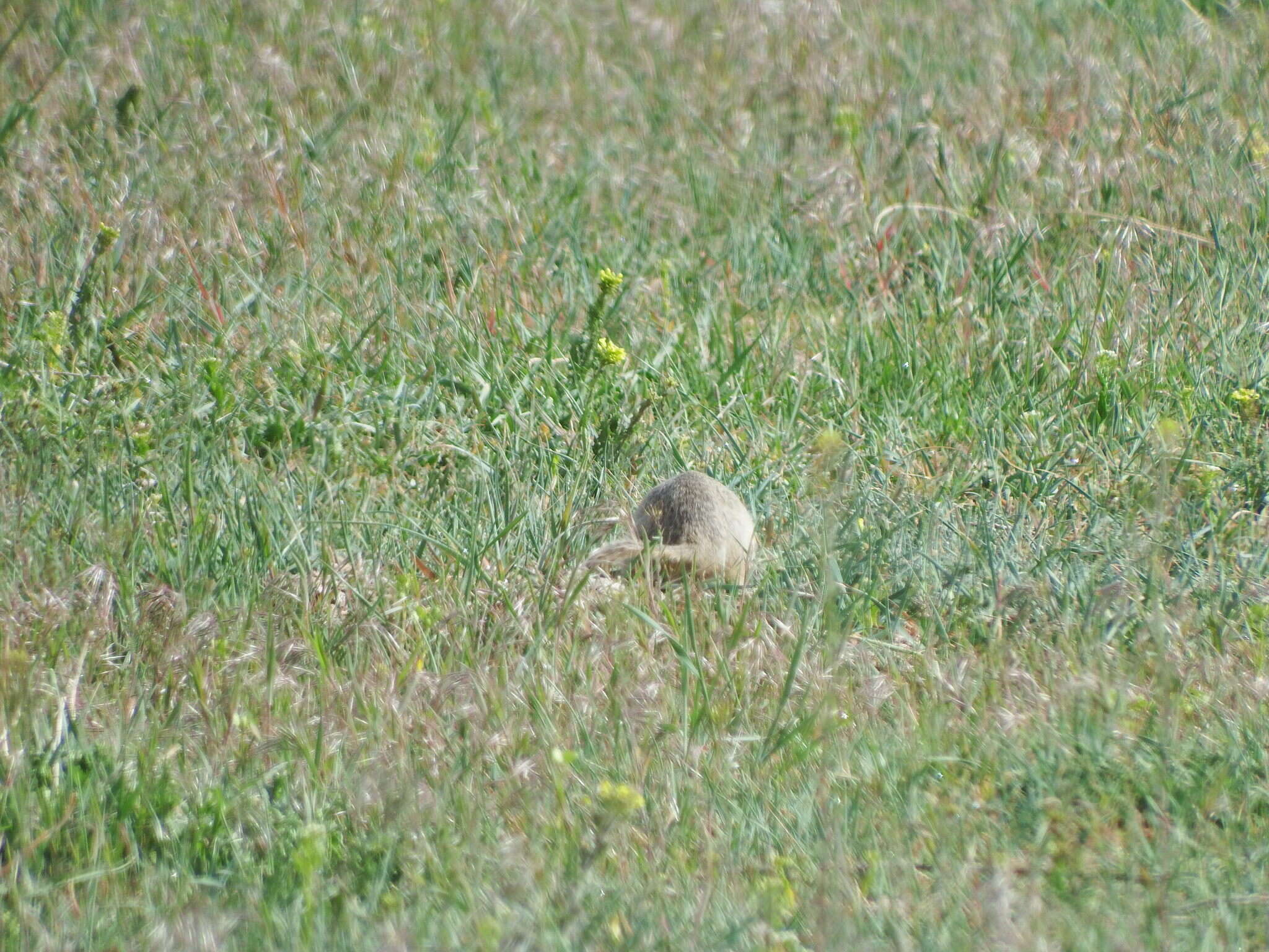 Image of Richardson's ground squirrel