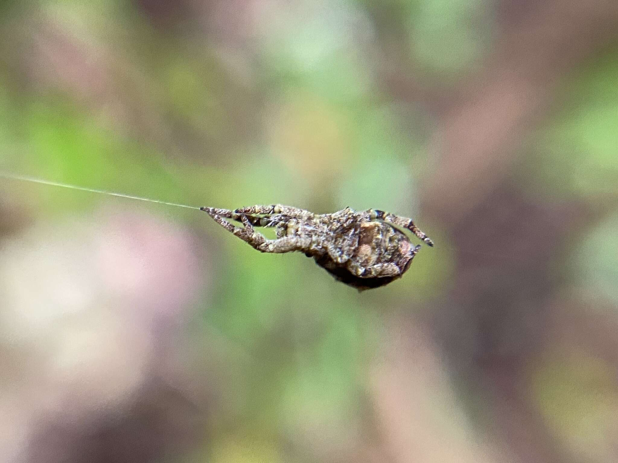 Image of Hyptiotes cavatus (Hentz 1847)