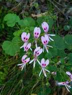 Image of Pelargonium greytonense J. J. A. Van der Walt