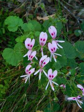 Image of Pelargonium greytonense J. J. A. Van der Walt