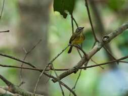 Imagem de Hemitriccus striaticollis (Lafresnaye 1853)