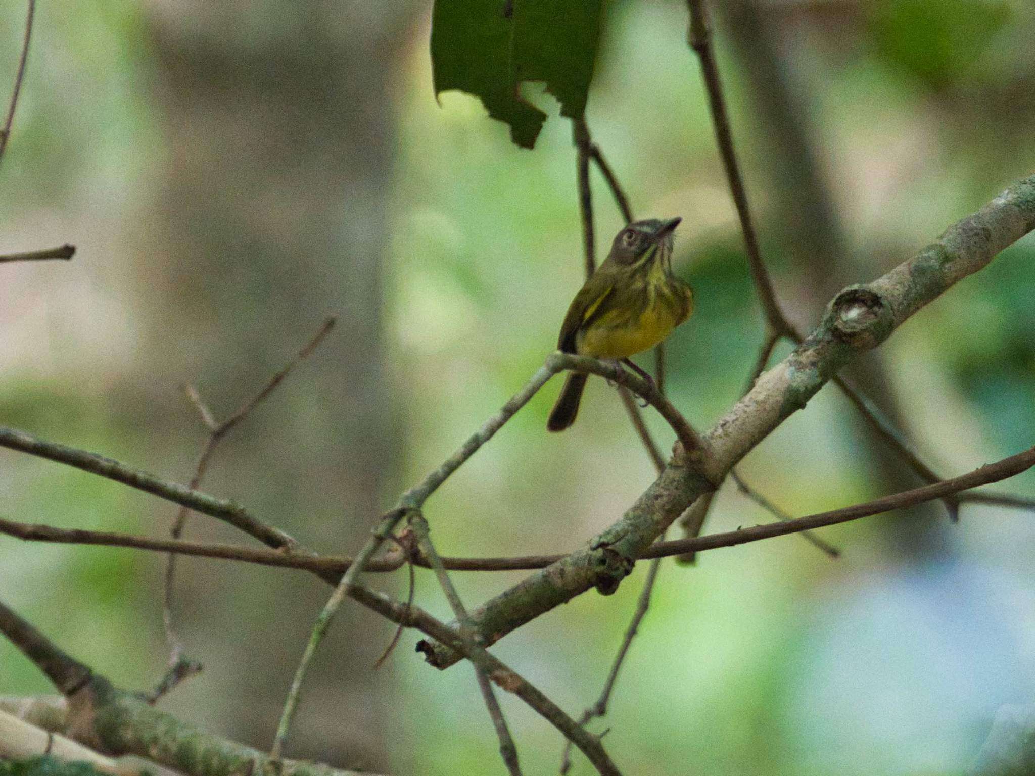 Image of Stripe-necked Tody-Tyrant