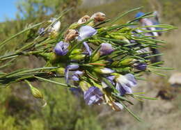 Image of Psoralea sordida