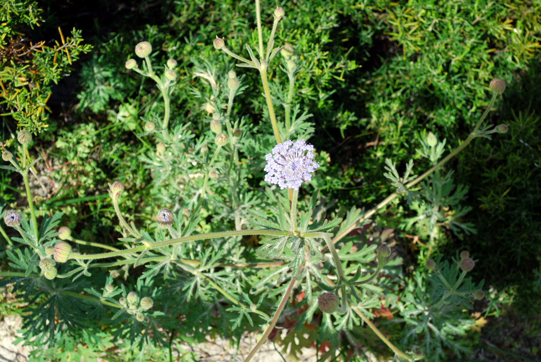 Image of Trachymene coerulea R. Grah.