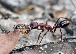 Image of Myrmecia regularis Crawley 1925