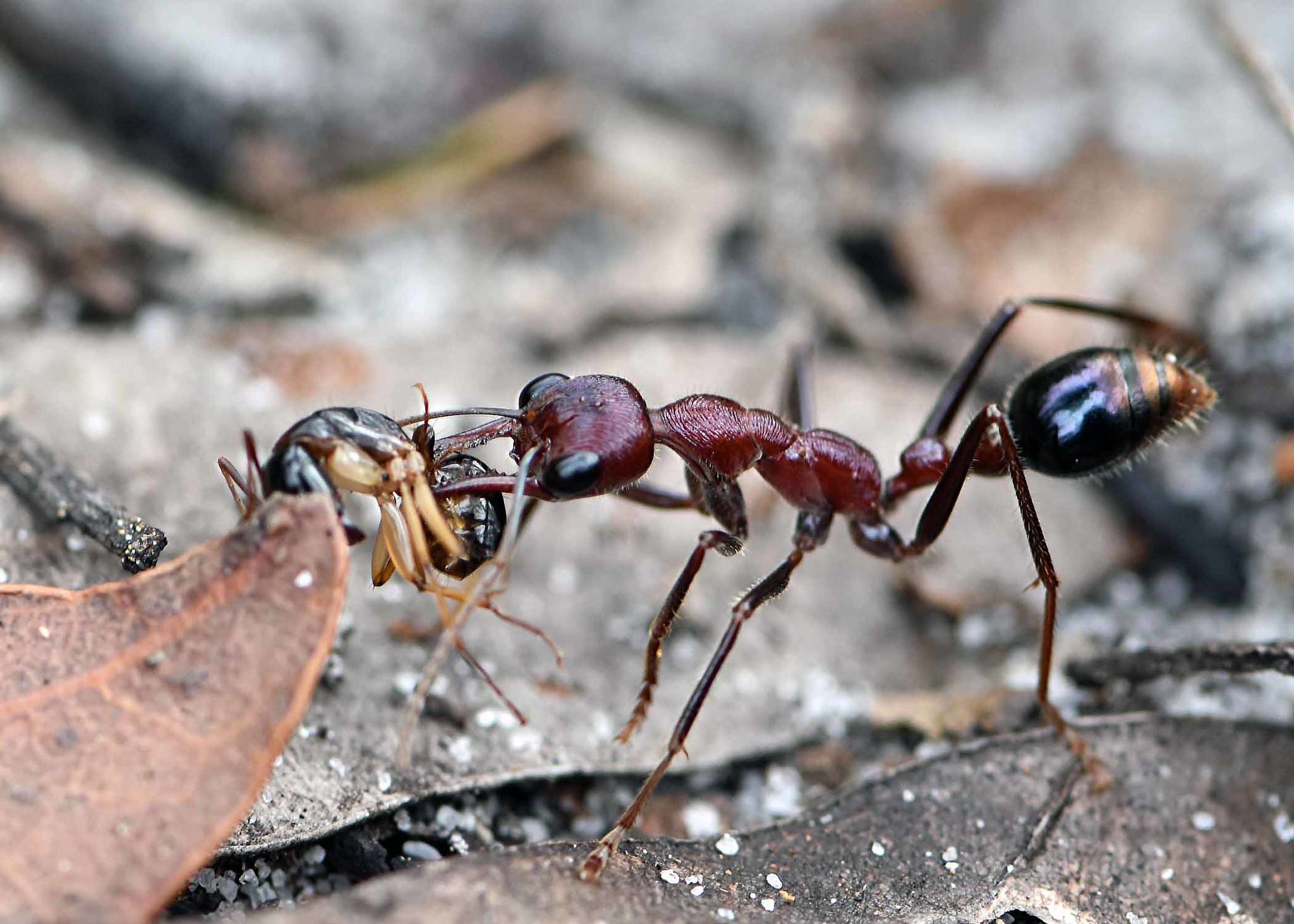 Image of Myrmecia regularis Crawley 1925