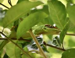 Image of Anolis equestris persparsus Schwartz And Garrido 1972