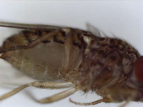 Image of Pomace fly