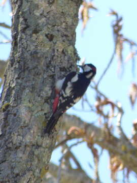 Imagem de Dendrocopos major hispanus (Schluter 1908)