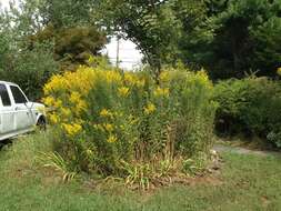 Image of Canada goldenrod