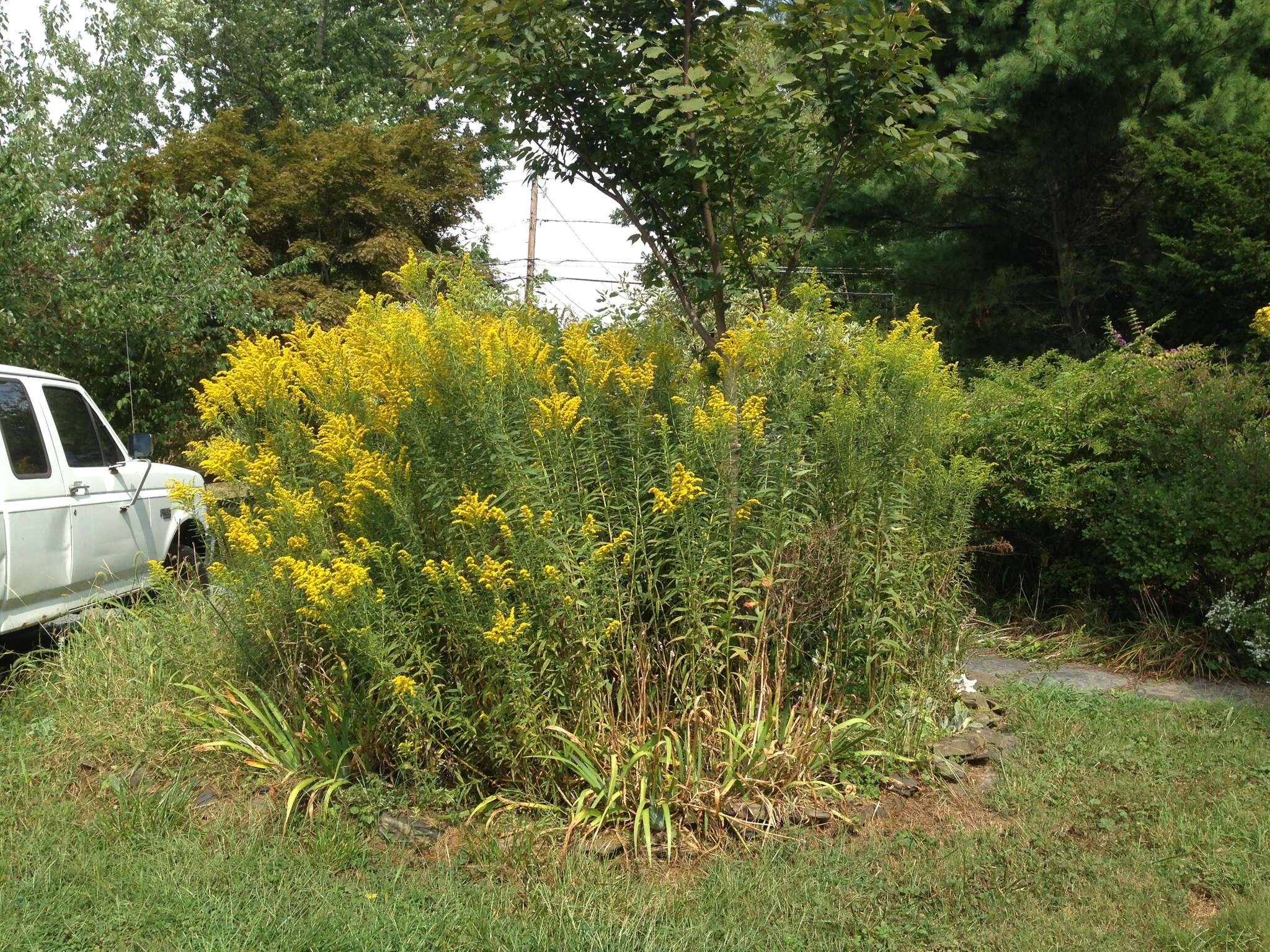 Image of Canada goldenrod