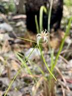 Image of Florida Whitetop