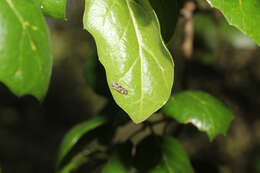 Image of Cochlorhinus bidentatus Beamer 1940