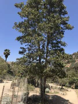 Image of Catalina ironwood