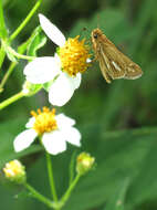 Image of Salt Marsh Skipper