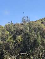 Image of Black Harrier