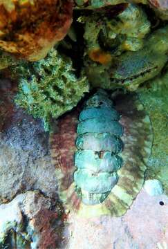 Image de Onithochiton quercinus (Gould 1846)