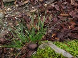 Image of black edge sedge