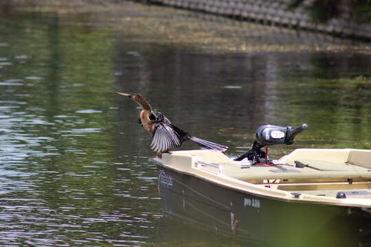 Sivun Anhinga anhinga leucogaster (Vieillot 1816) kuva