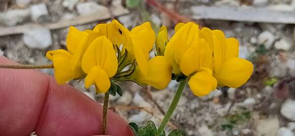 Слика од Lotus arenarius Brot.