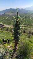 Puya alpestris subsp. zoellneri Zizka, J. V. Schneid. & Novoa的圖片