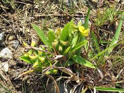 Image of Eriosema ellipticifolium Schinz