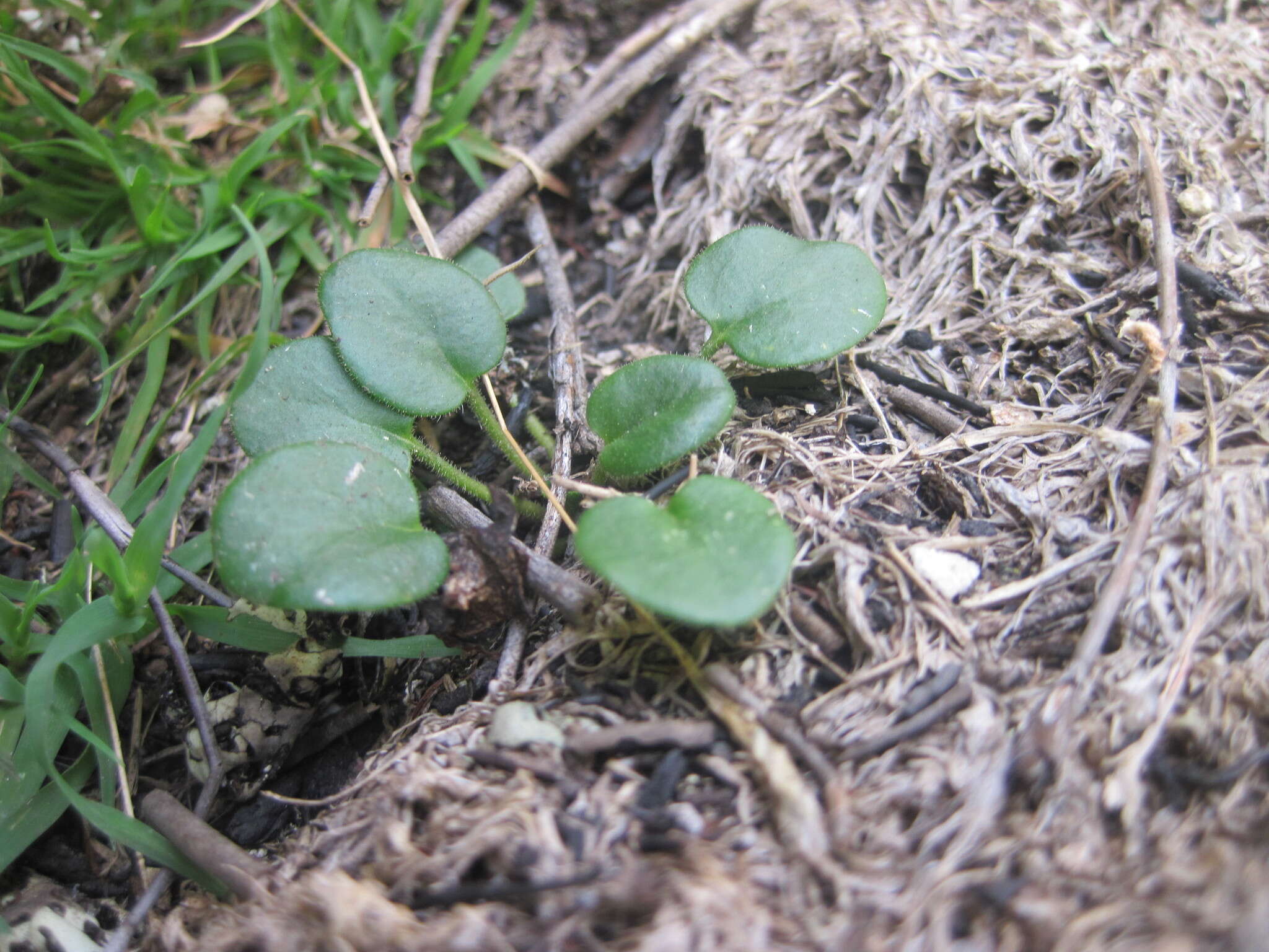 Image of Pelargonium triphyllum Jacq.