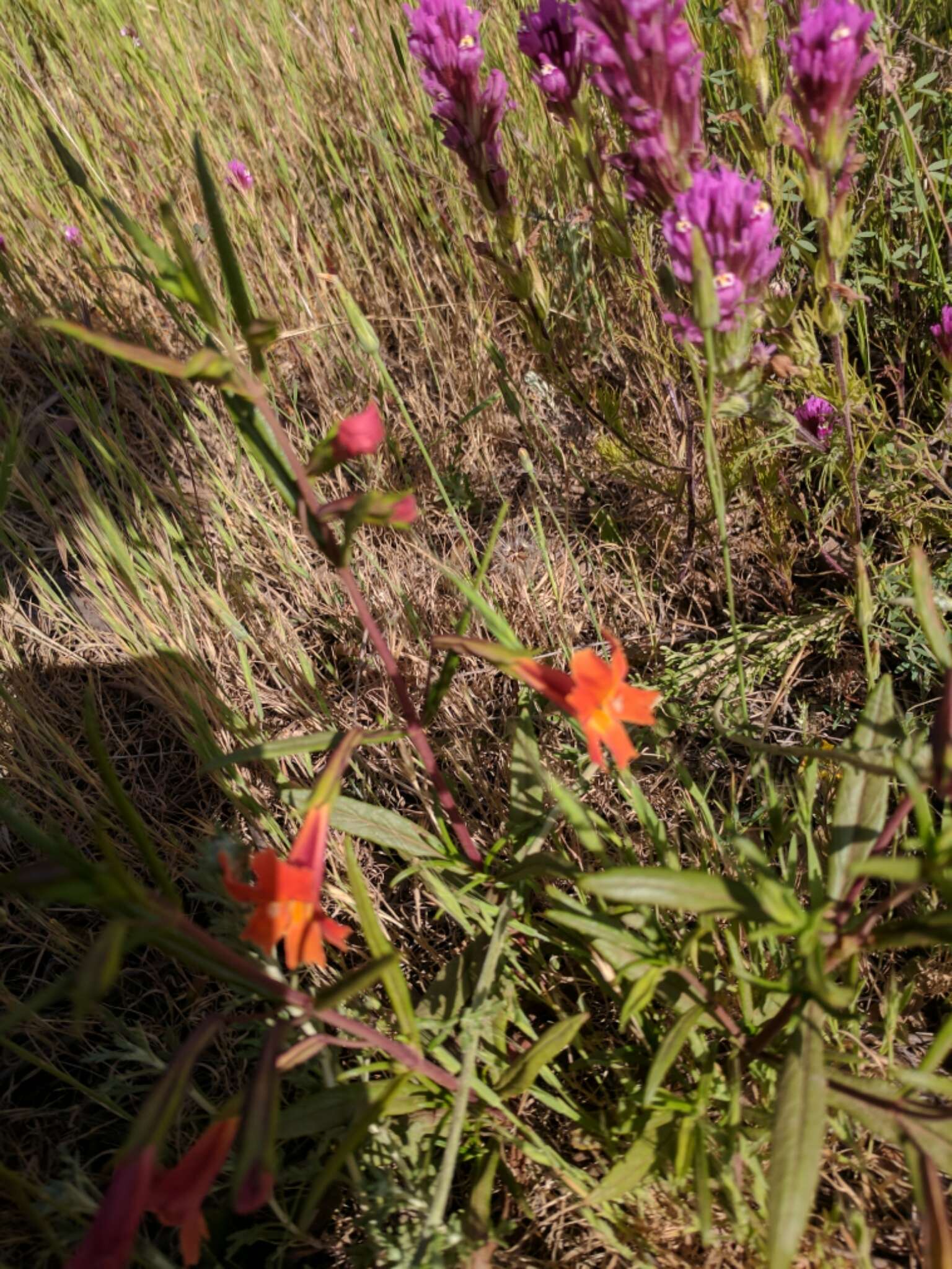 Image of red bush monkeyflower