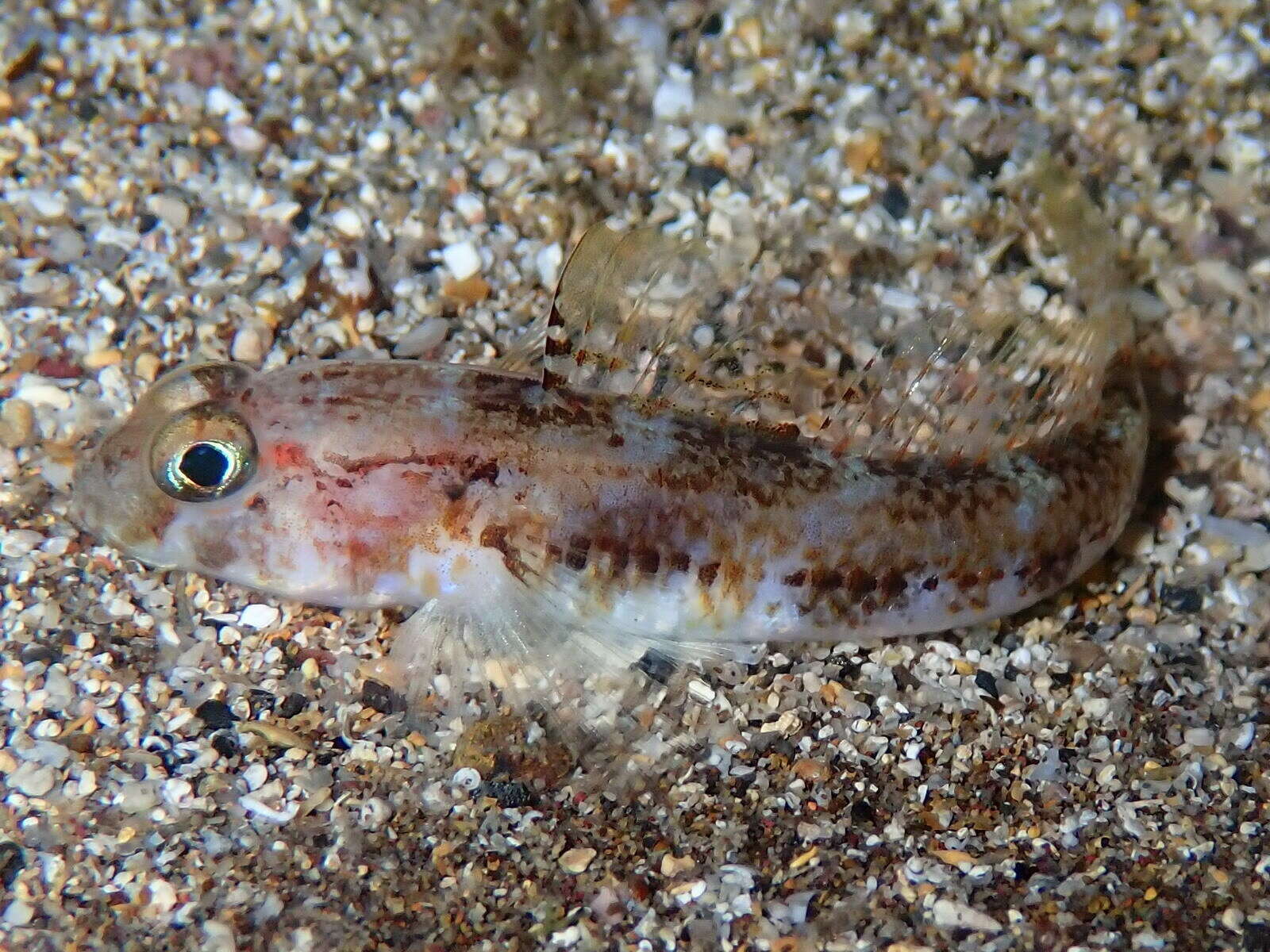 Image of Roule's Goby