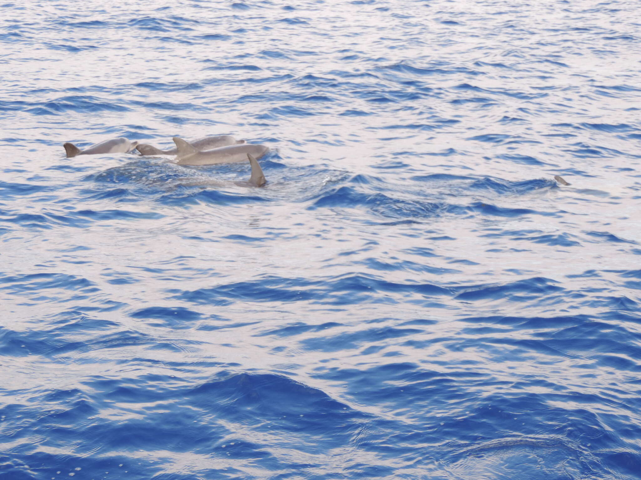 Image of Atlantic Spotted Dolphin