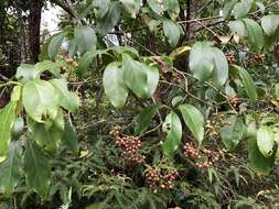 Image of Ehretia longiflora Champion ex Benth.