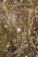 Слика од Cephalaria transsylvanica (L.) Schrad. ex Roem. & Schult.