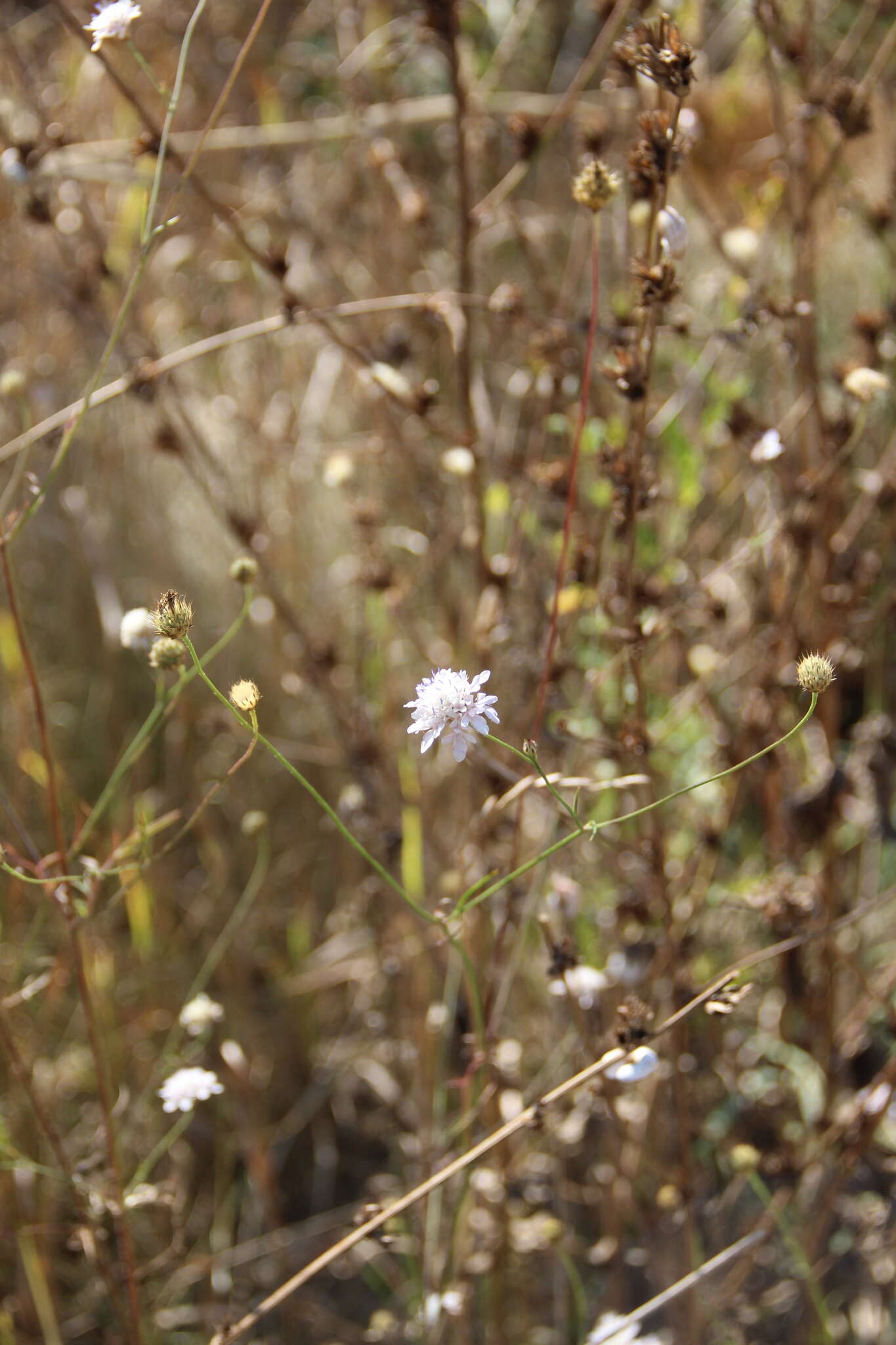 Cephalaria transsylvanica (L.) Schrad. ex Roem. & Schult. resmi