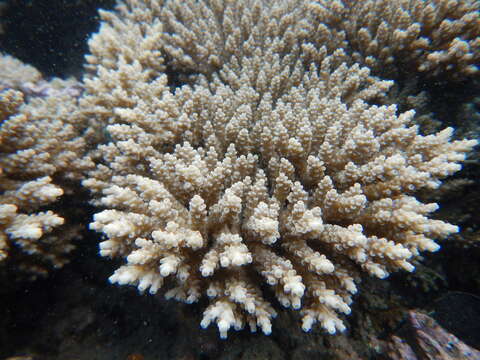 Image of Staghorn coral