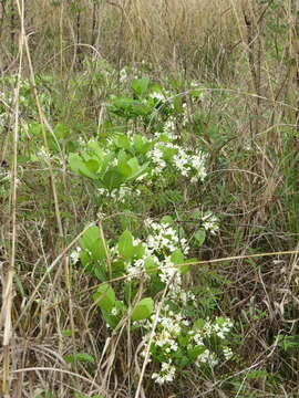 Plancia ëd Tabernaemontana solanifolia A. DC.