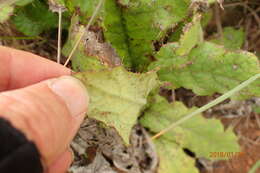 Image of Berkheya echinacea subsp. echinacea