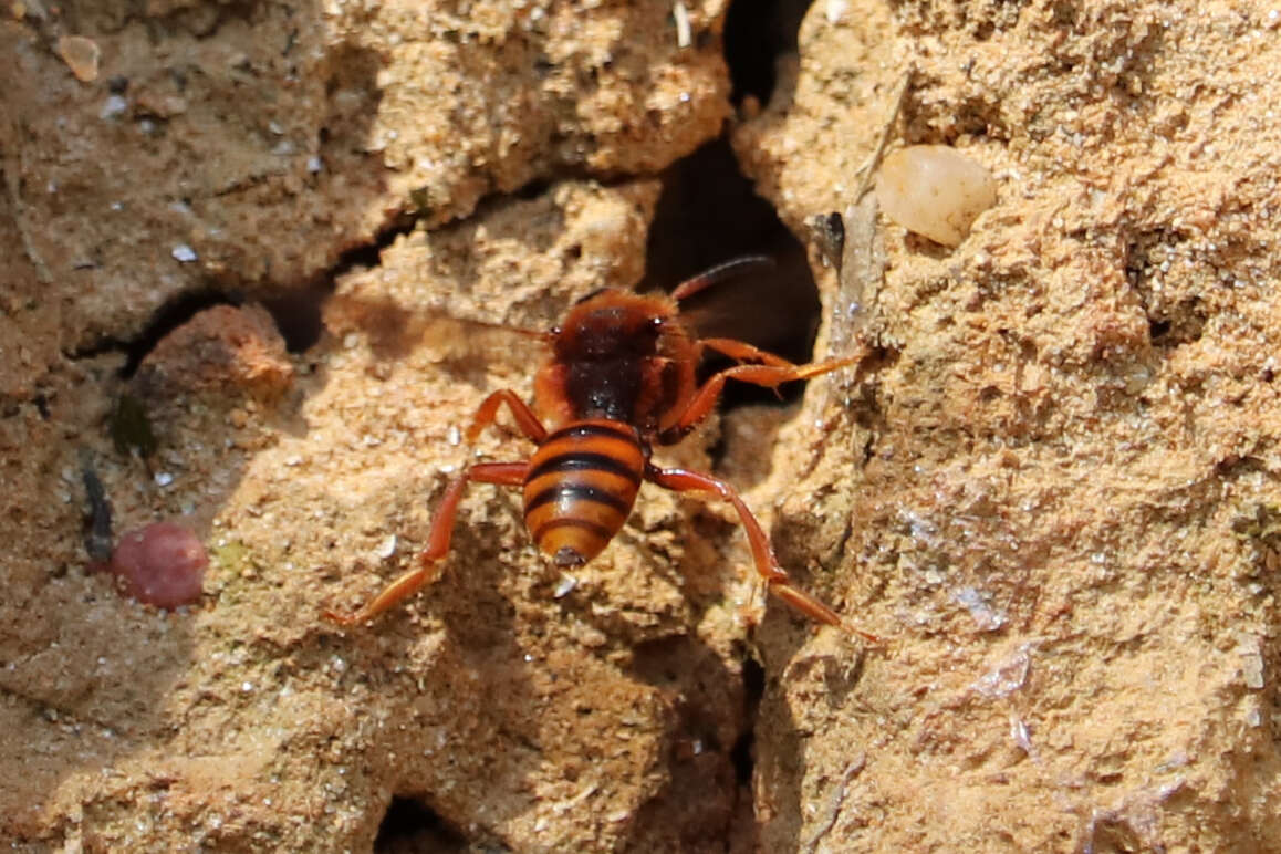 Image of Nomada agrestis Fabricius 1787