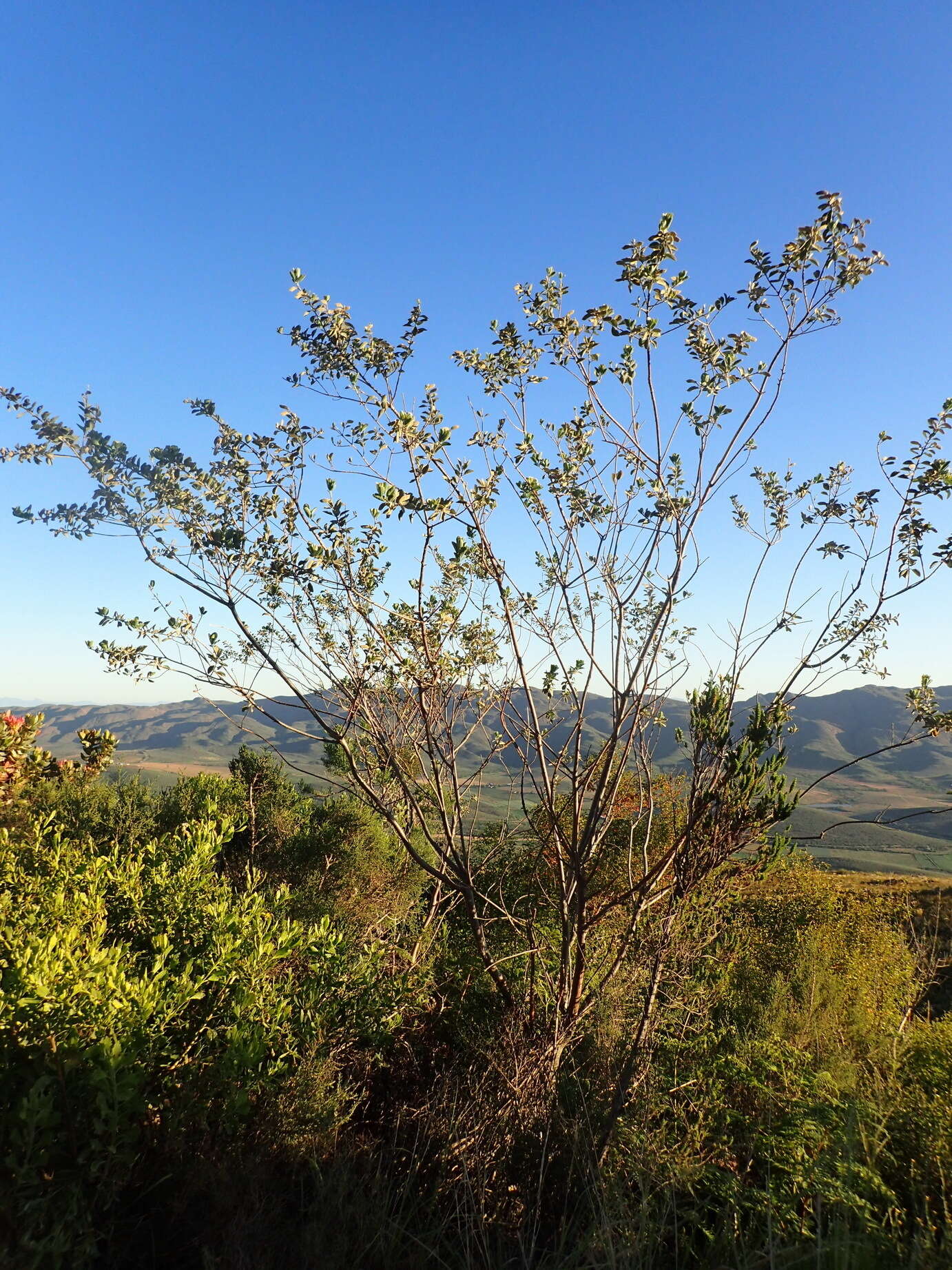 Stirtonanthus taylorianus (L. Bolus) B.-E. van Wyk & A. L. Schutte的圖片