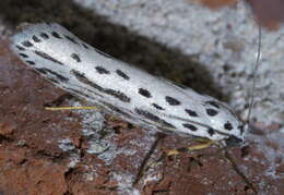 Image of Zeller's Ethmia Moth