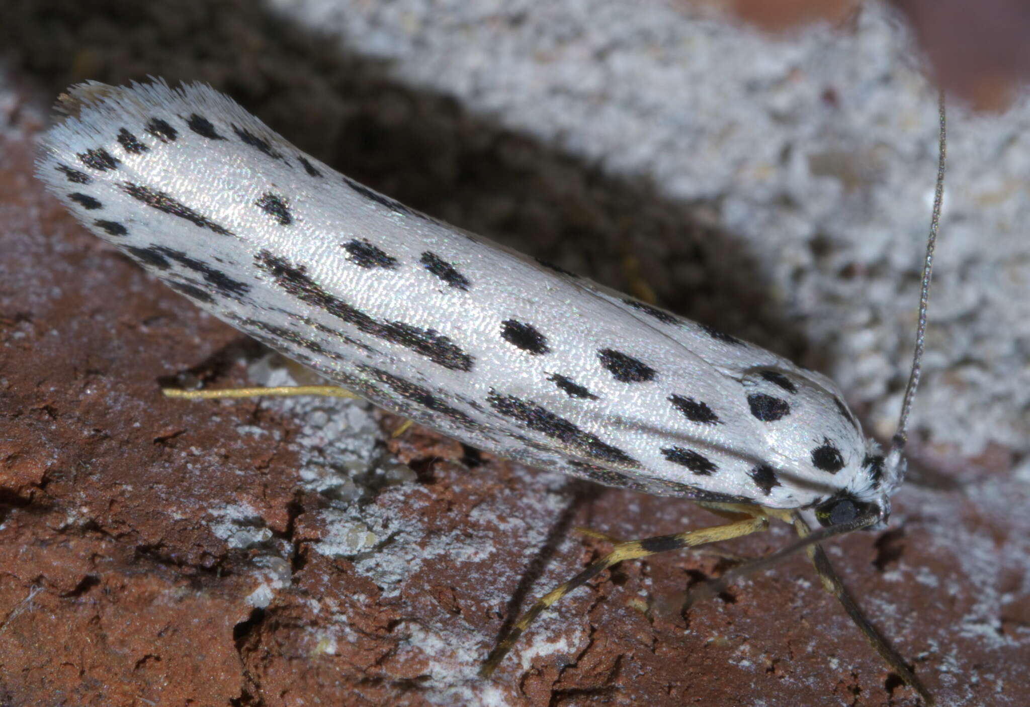 Image of Zeller's Ethmia Moth