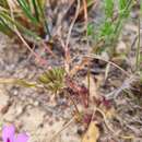 Image of Swallow Storksbill