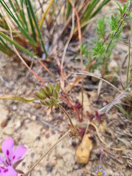 Image of Pelargonium chelidonium (Houtt.) DC.