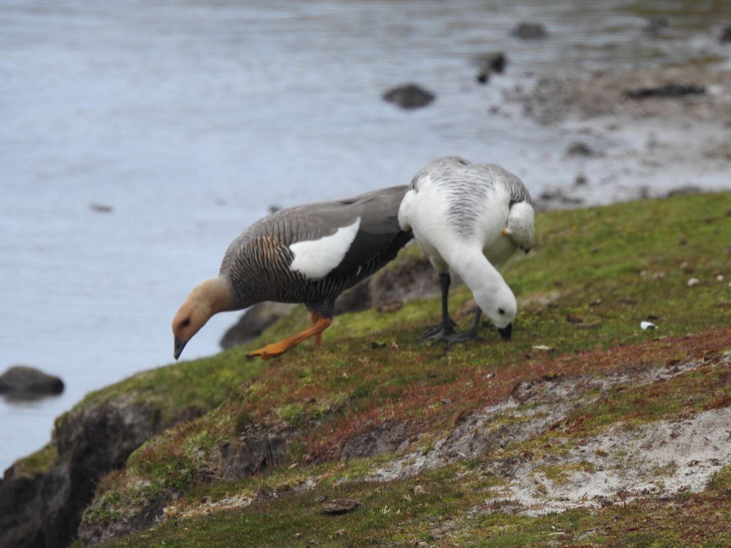 صورة Chloephaga picta leucoptera (Gmelin & JF 1789)