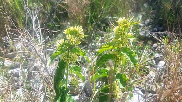 Image of Vincetoxicum hirundinaria subsp. adriaticum (G. Beck) Markgr.