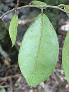 Image of Diospyros laurina (R. Br.) Jessup