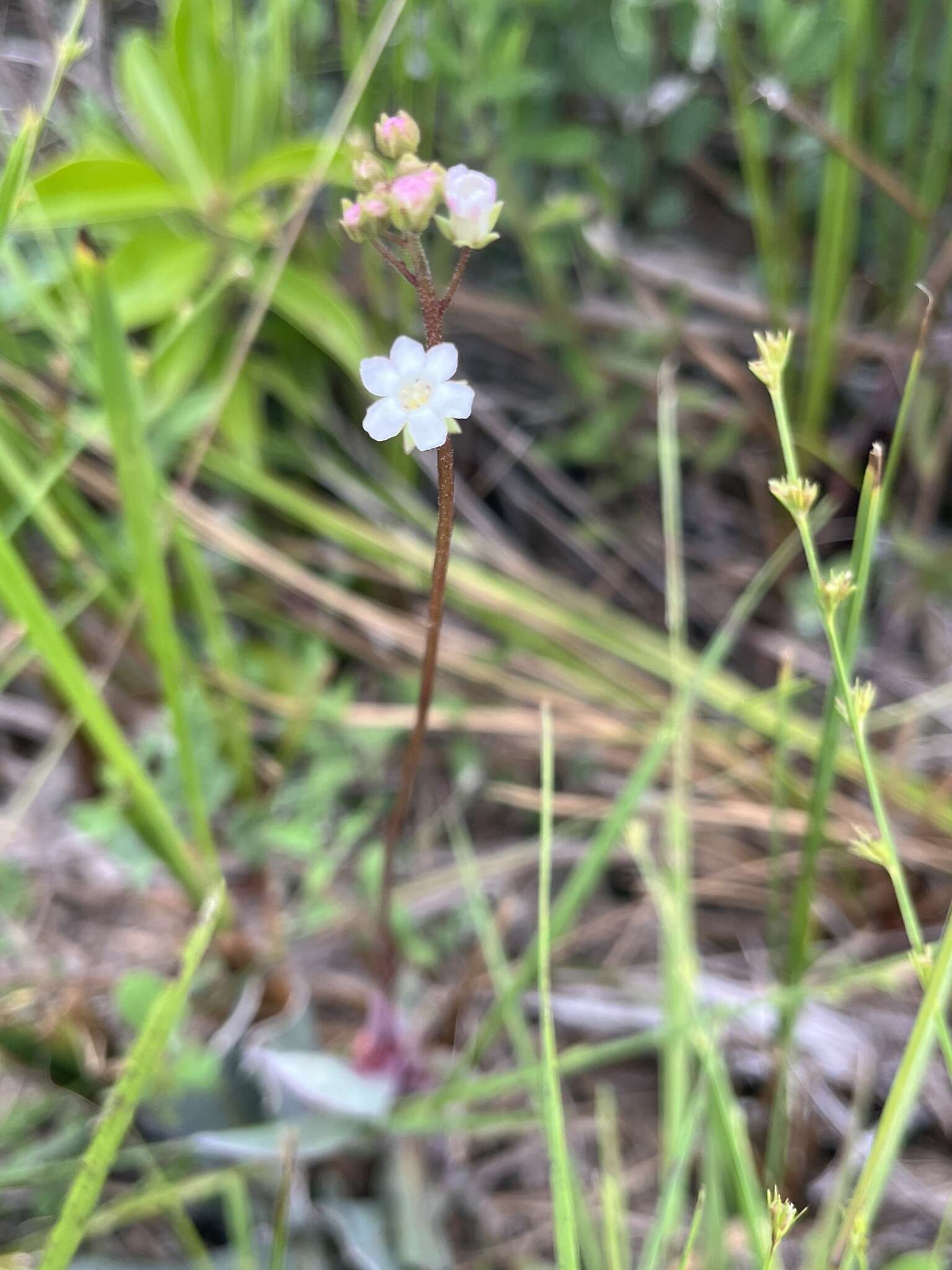 Image of limewater brookweed