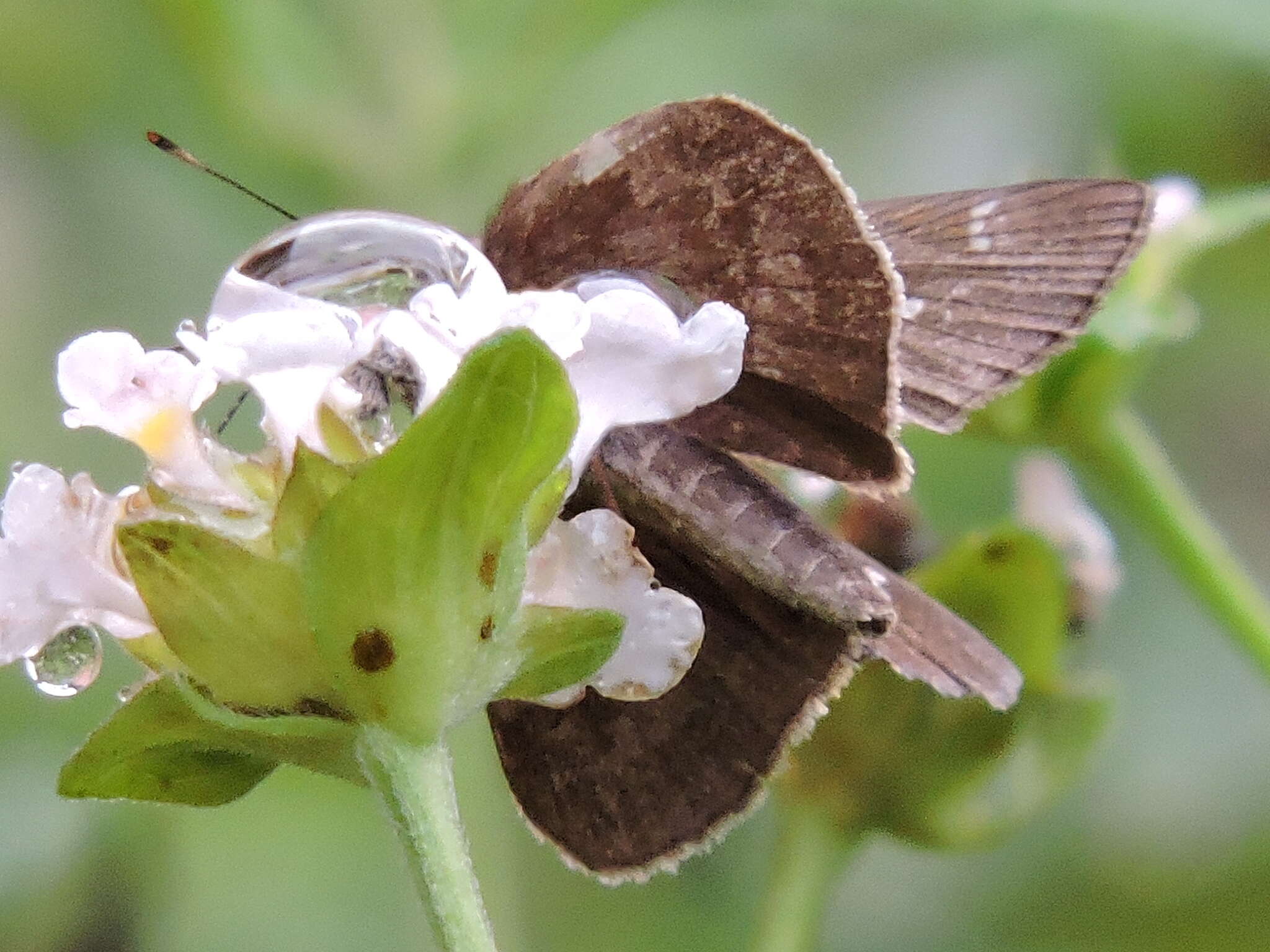 Image of Clouded Skipper